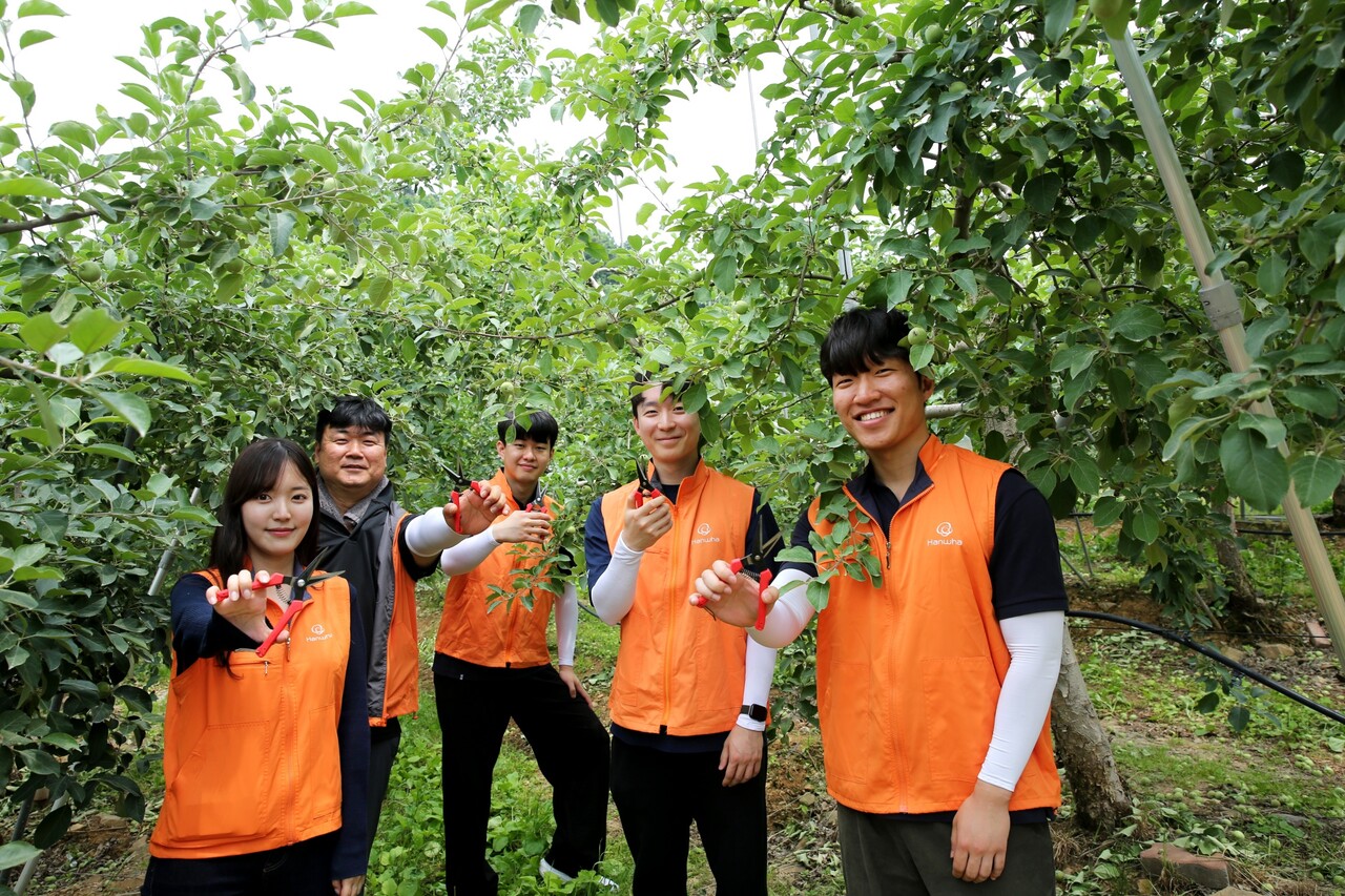 ㈜한화 임직원들이 경기도 연천군 군남면 임진농협 관내 사과농가에서 농촌 일손돕기 봉사활동을 진행하고 있다. [사진=한화 제공]